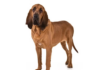 The Ultimate Guide to the Bloodhound Dog Breed: The Scenting Sensation